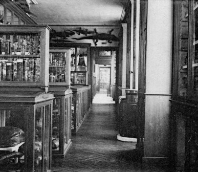 L'int&eacute;rieur du Mus&eacute;um d'Histoire Naturelle du Havre avant la guerre