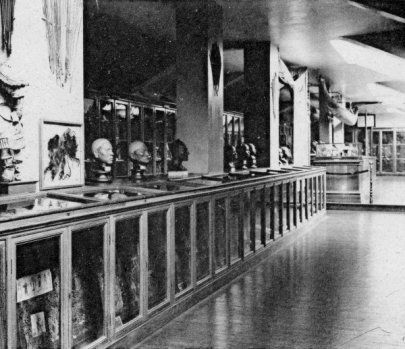 La salle anthropologique du Mus�um d'Histoire Naturelle du Havre avant la guerre