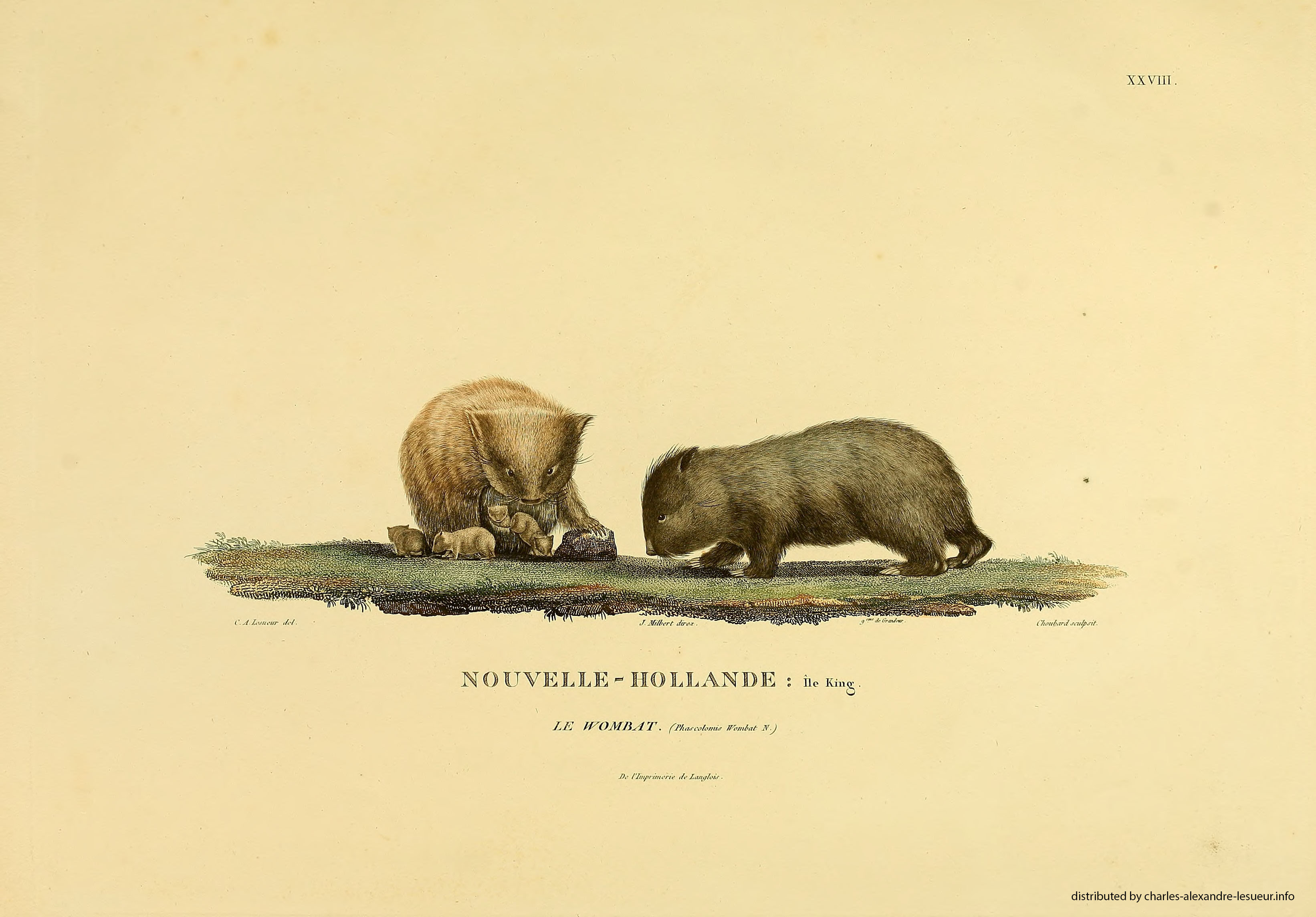 Atlas 1807, Lesueur & Petit, planche 28