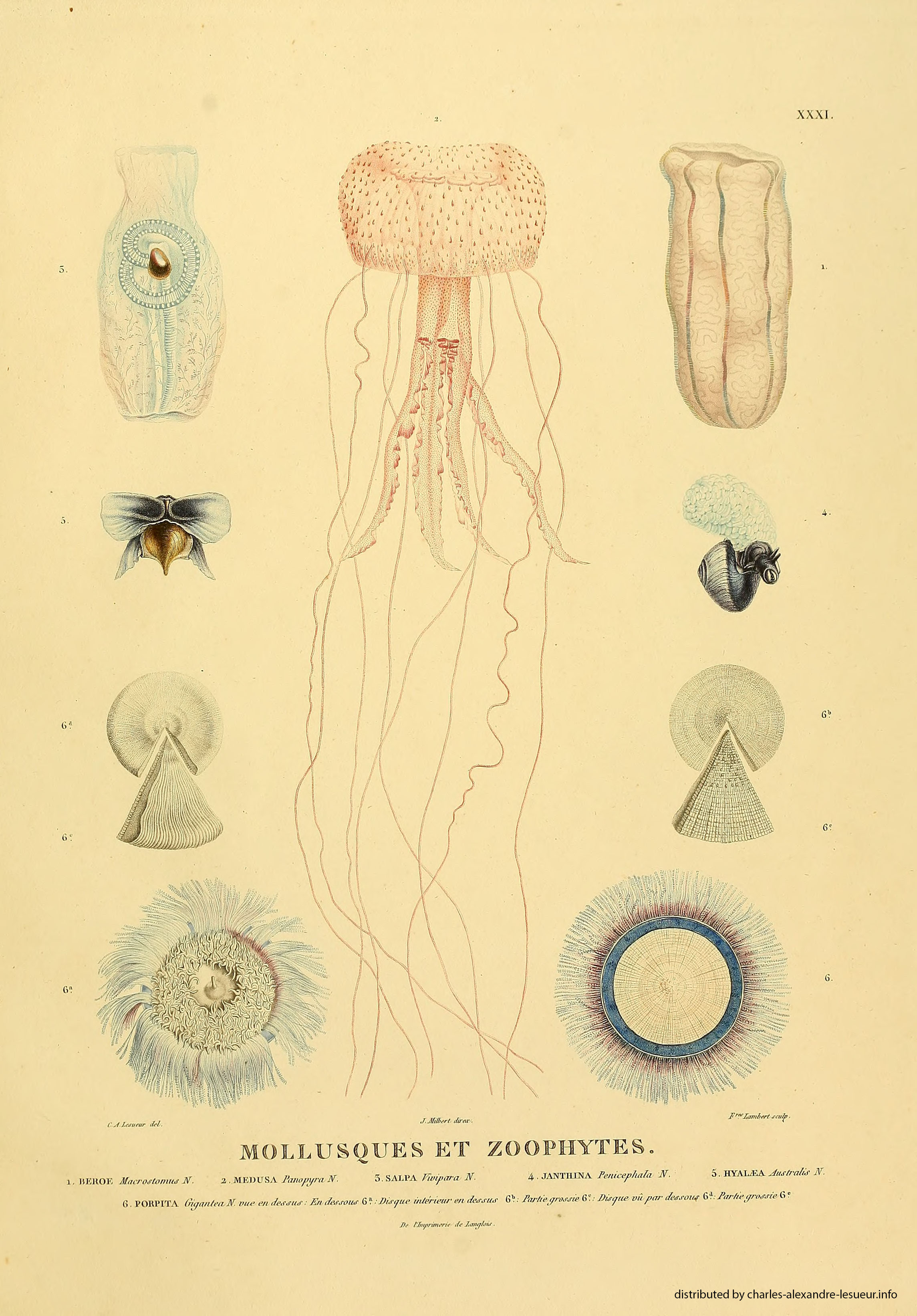 Atlas 1807, Lesueur & Petit, planche 31