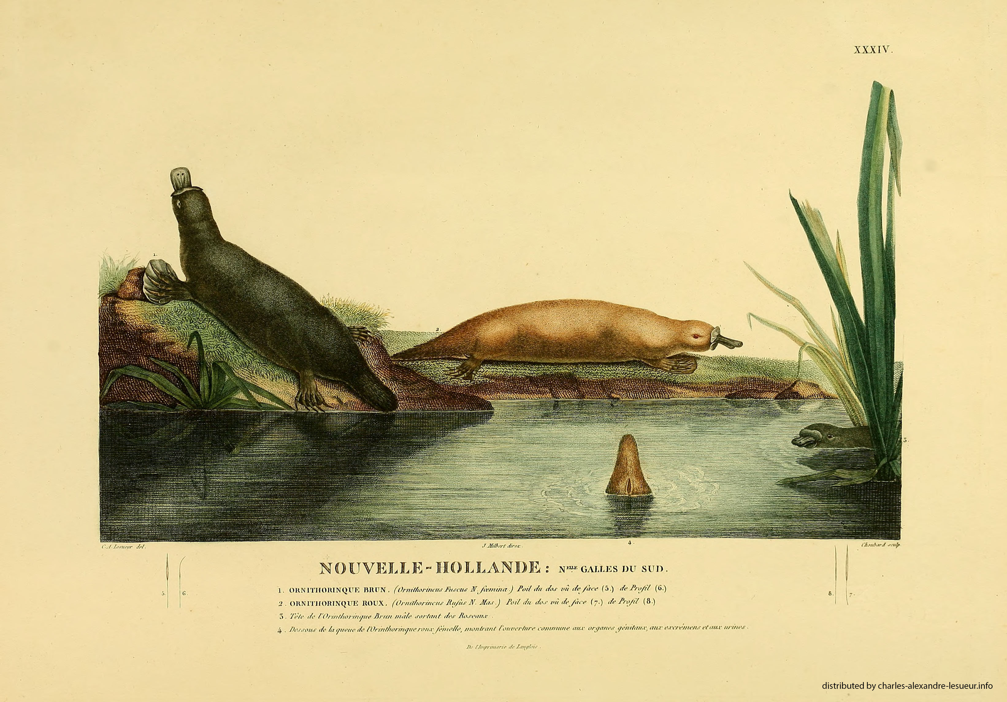 Atlas 1807, Lesueur & Petit, planche 34